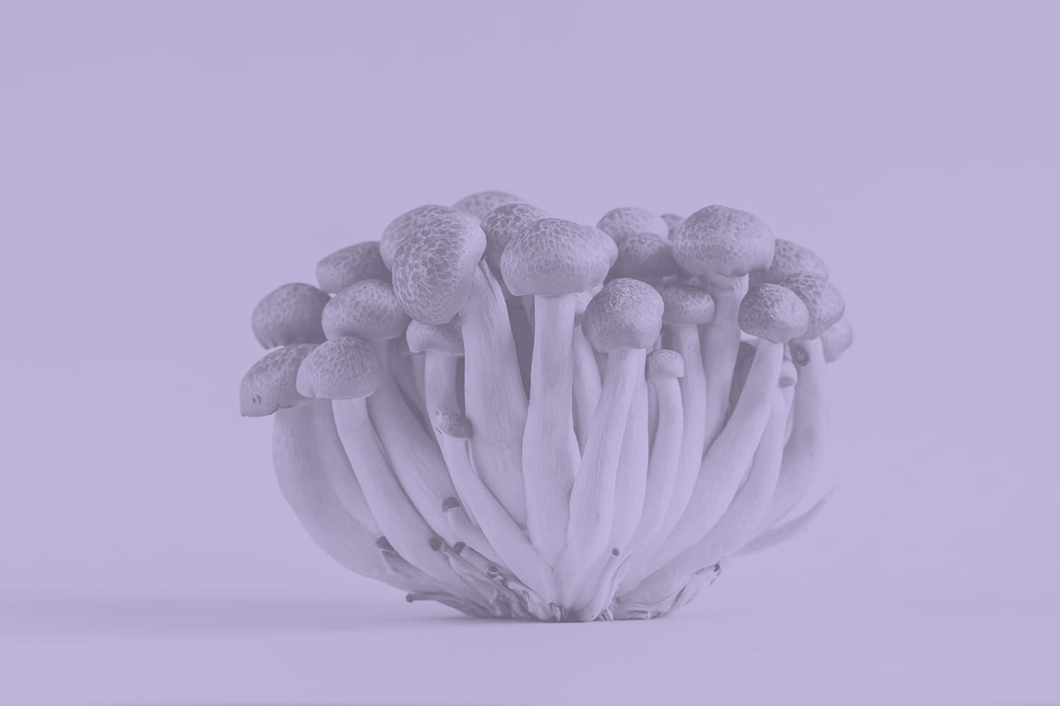 Funkcionális gombák